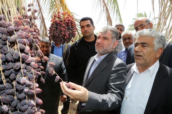 ​وزیر جهاد کشاورزی از نخلستان های نرماشیر بازدید کرد​