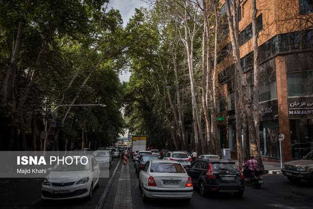 کاشت ۳۰۰ اصله درخت در خیابان ولیعصر تا پایان امسال/ کاشت درخت در منزل تهرانی‌ها از اول اسفند