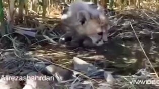 «پیروز» در حال آب خوردن «پیروز» برای اولین بار خاک را لمس کرد