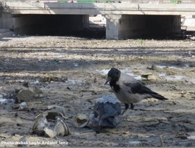 هشدار دادستان اردبیل به عاملان اتلاف ماهی های رودخانه بالیخلوچای