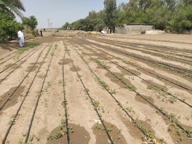 آغاز کشت کنجد در بمپور