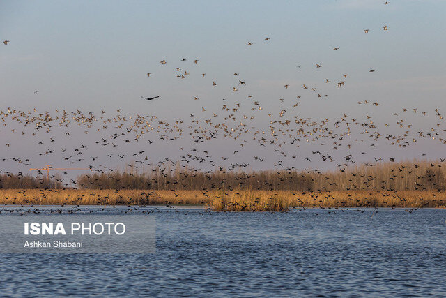 قصه پرغصه عرصه تنگ ماهیان در تالاب انزلی قصه پرغصه عرصه تنگ ماهیان در تالاب انزلی