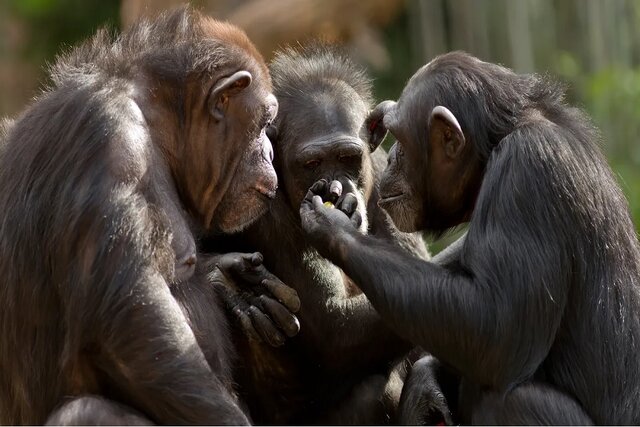 نظر دانشمندان ژاپنی درباره قدرت تکلم انسان نظر دانشمندان ژاپنی درباره قدرت تکلم انسان