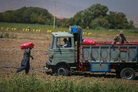 برداشت سیب زمینی از مزارع - همدان