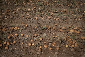 کشاورزان گلستانی آب ماندگی را از سطح مزارع خود خارج کنند