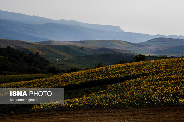 نفسهای تازه به شهرها با راهاندازی پنلهای خورشیدی