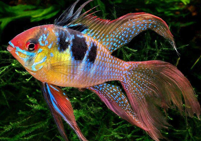 ابهامات طرح «ممنوعیت و نگهداری حیوانات موذی و خطرناک»