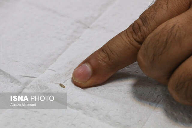 عاقبت حشرات مهاجم به موزه هنرهای معاصر چه شد؟