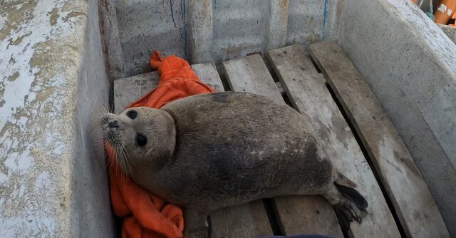 دوربینها از اتاق عمل حیوانات گزارش میدهد