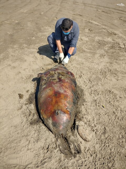 دوربینها از اتاق عمل حیوانات گزارش میدهد