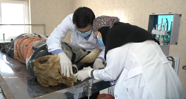 دوربین‌ها از اتاق عمل حیوانات گزارش می‌دهند