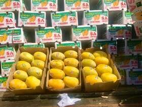 واردات بیش از ۳۶ هزار تن انبه پاکستانی