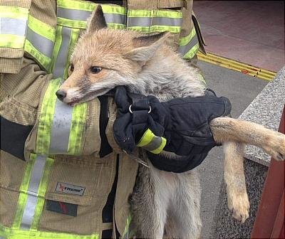 شهرنشینی حیات وحش