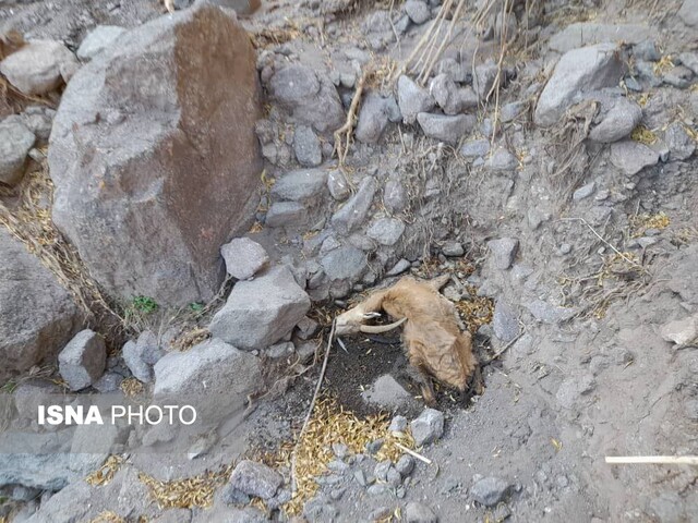 تصاویری از تلفات طاعون نشخوارکنندگان در البرز