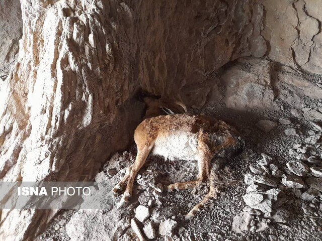 در پیک شیوع طاعون نشخوارکنندگان هستیم در پیک شیوع طاعون نشخوارکنندگان هستیم