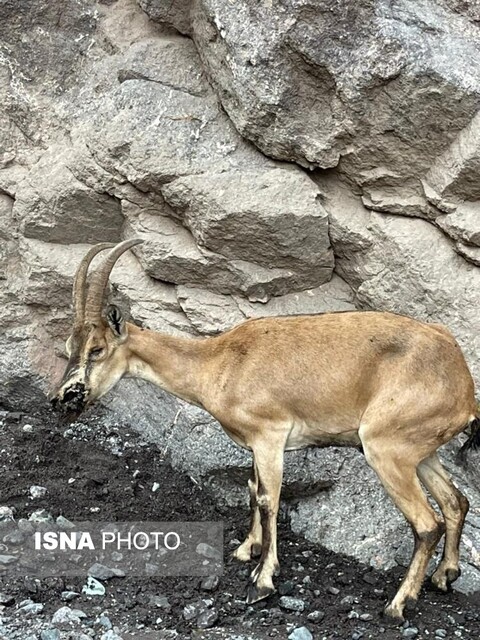 تصاویری از تلفات طاعون نشخوارکنندگان در البرز