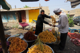 برداشت "خارک" و "رطب" در شادگان