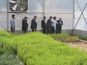 نقش اندک گیاهان دارویی در توسعه گلستان/ جهاددانشگاهی به توسعه گیاهان دارویی کمک کند