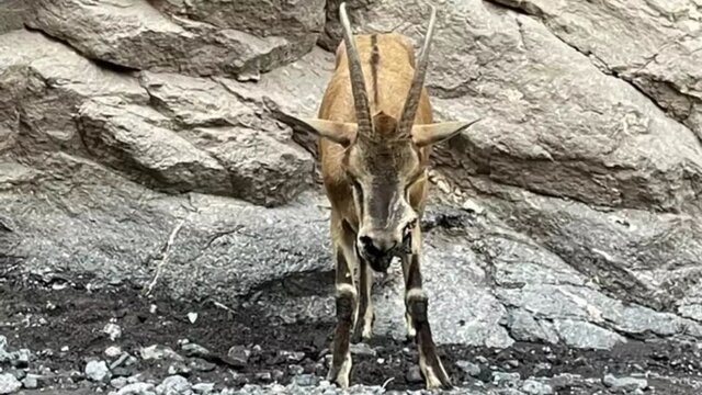 بیماری اکتیما در حیات وحش طالقان شایع نشده است بیماری اکتیما در حیات وحش طالقان شایع نشده است