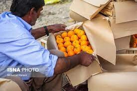 موافقت وزارت صمت با افزایش واردات میوه های گرمسیری توسط مرزنشینان