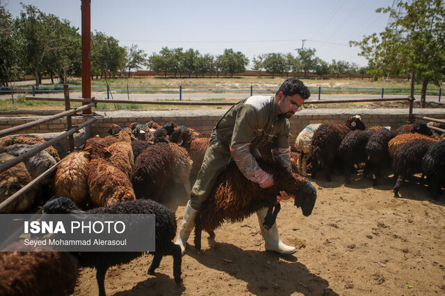 حفظ ذخایر ژنتیکی در گرو جلوگیری از کشتار دام مولد