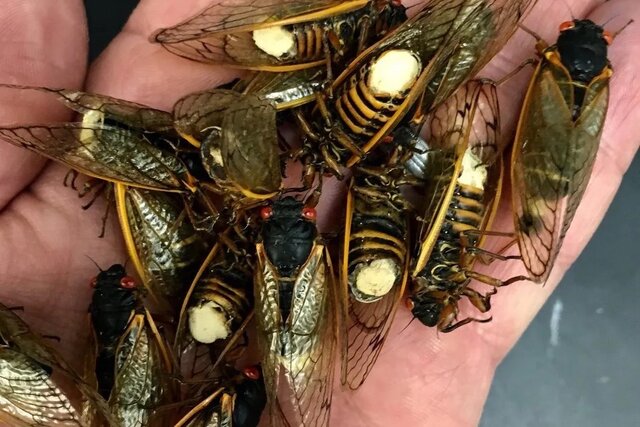 قارچهای "زامبیساز" از جان حشرات چه میخواهند؟!