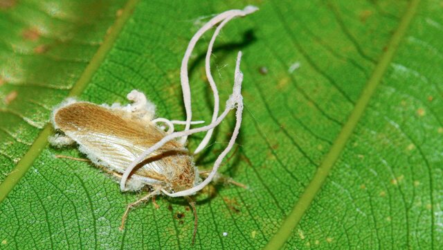 قارچهای "زامبیساز" از جان حشرات چه میخواهند؟!