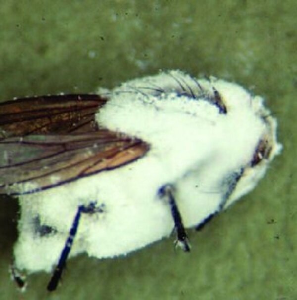 قارچهای "زامبیساز" از جان حشرات چه میخواهند؟!