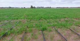 ارزش افزوده بخش کشاورزی آذربایجان غربی ۱۷.۸ درصد است