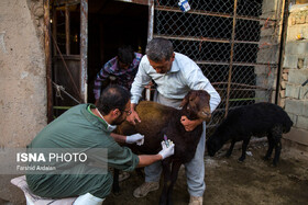 ایمن سازی بیش‌از ۸ میلیون راس دام در سیستان و بلوچستان علیه بیماری‌های واگیردار