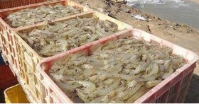ذخیره‌سازی بچه میگو در ۳۱۰ مزرعه پرورشی سواحل بوشهر