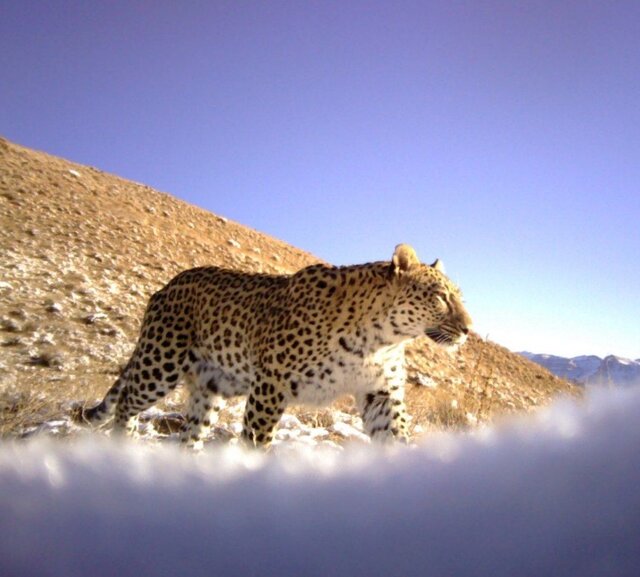 پارک ملی ساریگل خراسان شمالی از پرتراکم ترین زیستگاه های پلنگ ایرانی پارک ملی ساریگل خراسان شمالی از پرتراکم ترین زیستگاه های پلنگ ایرانی