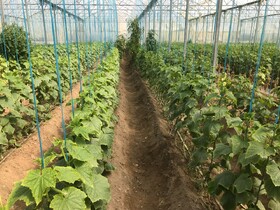 امسال ١٣٠ هکتار گلخانه جدید در سیستان وبلوچستان احداث می شود