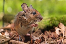 نخستین مهندسی کامل ژنتیک یک موش توسط چینی‌ها