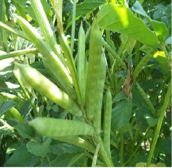 تولید یک صَمغ صنعتی گیاهی برای حفاری در صنعت نفت