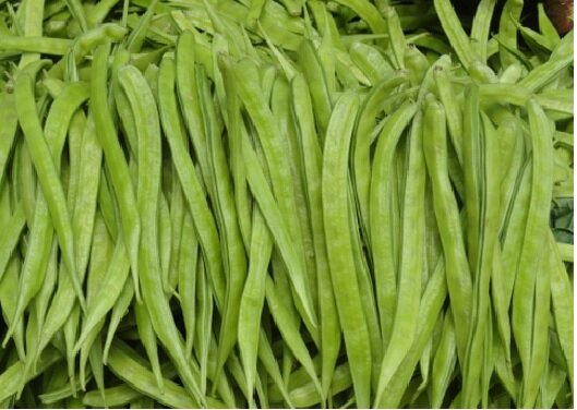 تولید یک صَمغ صنعتی گیاهی برای حفاری در صنعت نفت