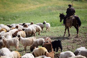 عدم تمایل دامداران خراسان شمالی برای تحت پوشش قرار گرفتن بیمه اجباری دام