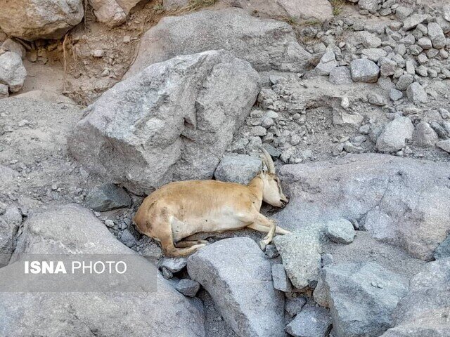 آخرین وضعیت طاعون نشخوارکنندگان در البرز آخرین وضعیت طاعون نشخوارکنندگان در البرز