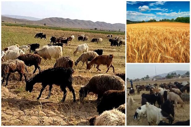 یک مسئول:
بدهی ۵۵ میلیارد تومانی سازمان جهاد کشاورزی خراسان شمالی به دامداران