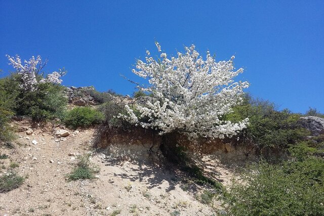 اثبات حضور کردستان و لرستان در کنار مراکز اهلیسازی سیب در دنیا/ اهلی شدن بُز در زاگرس ایران