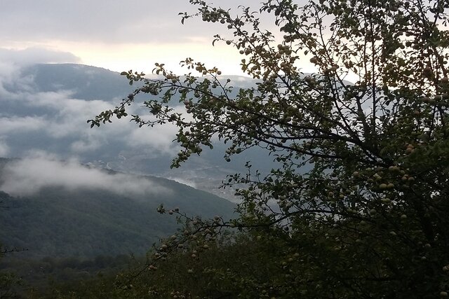 اثبات حضور کردستان و لرستان در کنار مراکز اهلیسازی سیب در دنیا/ اهلی شدن بُز در زاگرس ایران