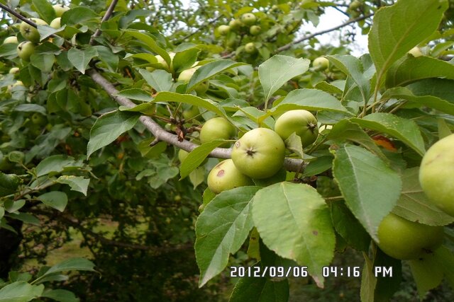 اثبات حضور کردستان و لرستان در کنار مراکز اهلیسازی سیب در دنیا/ اهلی شدن بُز در زاگرس ایران