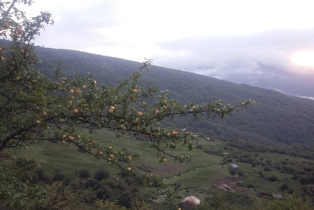 اثبات حضور کردستان و لرستان در کنار مراکز اهلیسازی سیب در دنیا/ اهلی شدن بُز در زاگرس ایران