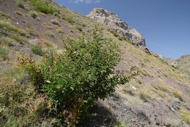 اثبات حضور کردستان و لرستان در کنار مراکز اهلیسازی سیب در دنیا/ اهلی شدن بُز در زاگرس ایران