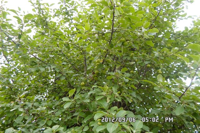 اثبات حضور کردستان و لرستان در کنار مراکز اهلیسازی سیب در دنیا/ اهلی شدن بُز در زاگرس ایران