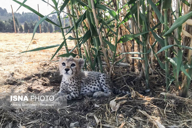 پیروز وجود کمتر از ۴۰ یوزپلنگ در ایران/ آخرین وضعیت «پیروز» و «هلیا»