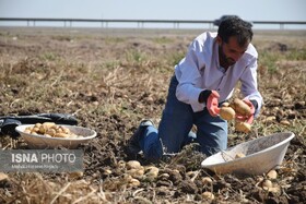 پیش‌بینی برداشت بیش از ۵۰ هزار تُن سیب‌زمینی در الیگودرز