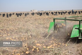 کاهش ۲۲ درصدی ضایعات سیب‌زمینی در همدان