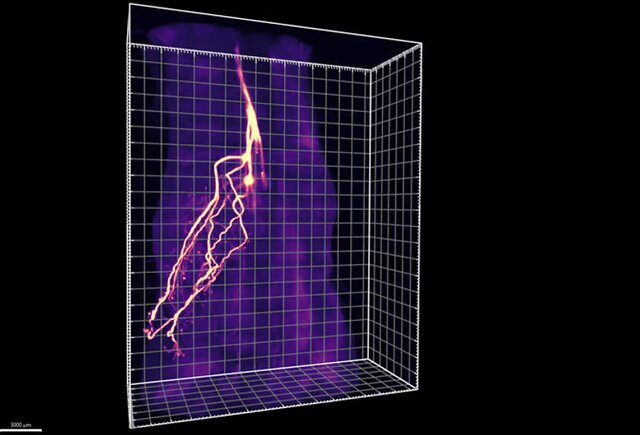 کشف راه ارتباطی جدید میان مغز و سلولهای چربی