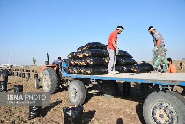 برداشت سیب زمینی از مزارع استان اردبیل